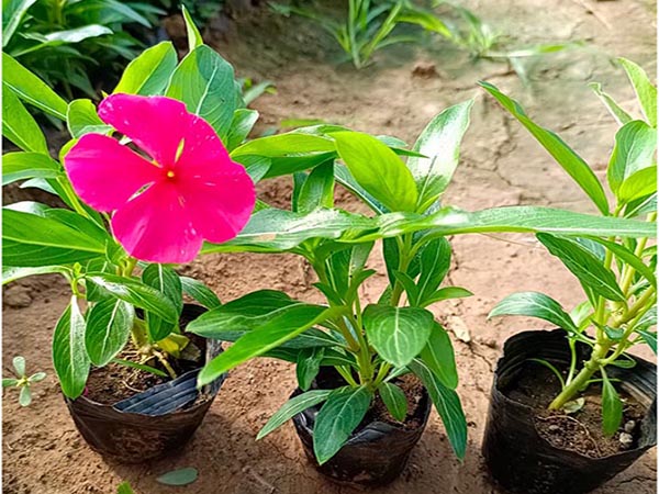 草花澆水方法與原則有哪些？