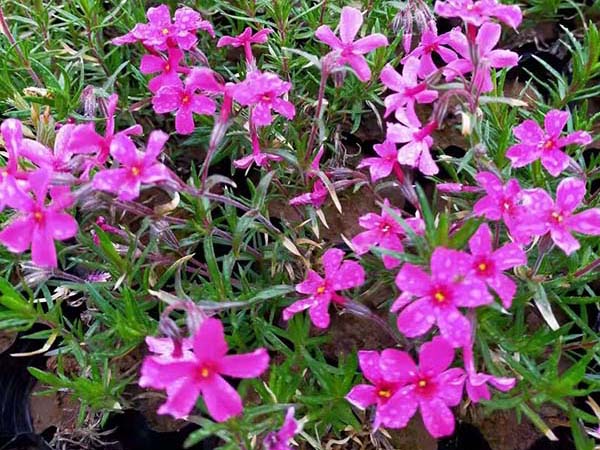 宿根花卉及地被的養(yǎng)護(hù)技術(shù)